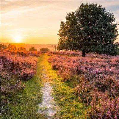 双彩网手机app下载